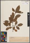 Foto von Salix caprea L.